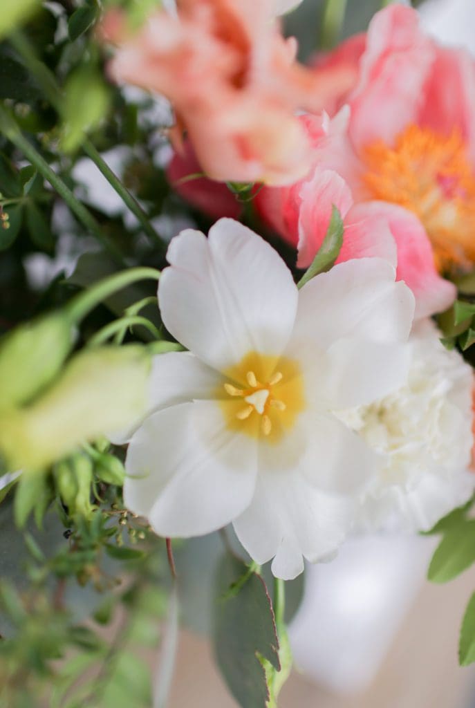 A close up of a white reflexed tulip