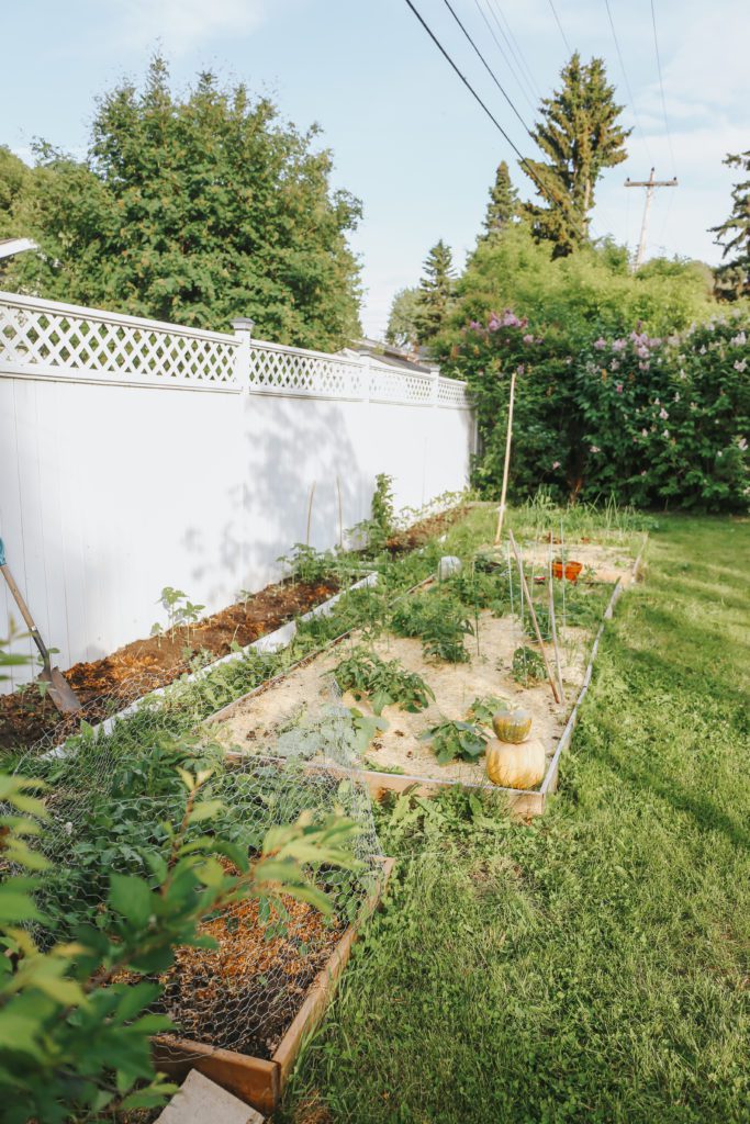 A vegetable garden in a grassy back yard homestead