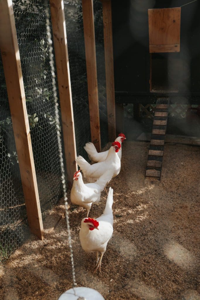 Chickens in their outdoor run
