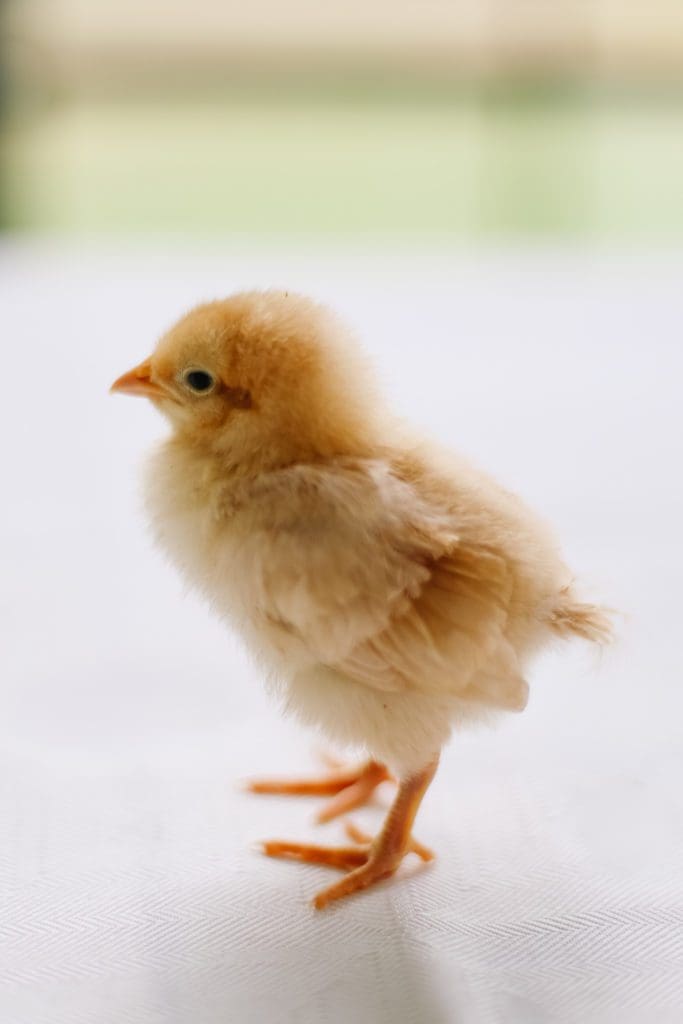 1 week old yellow Buff Orpington chick