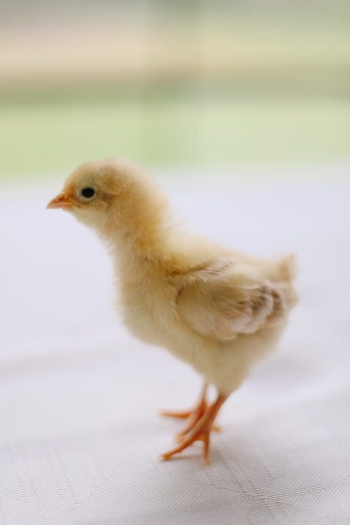 Baby Buff Orpington chick