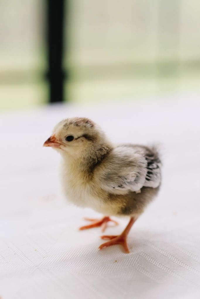 Baby giant breed Brahma chicken