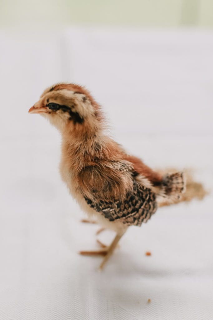 1 week old Easter Egger chick with brown and white markings