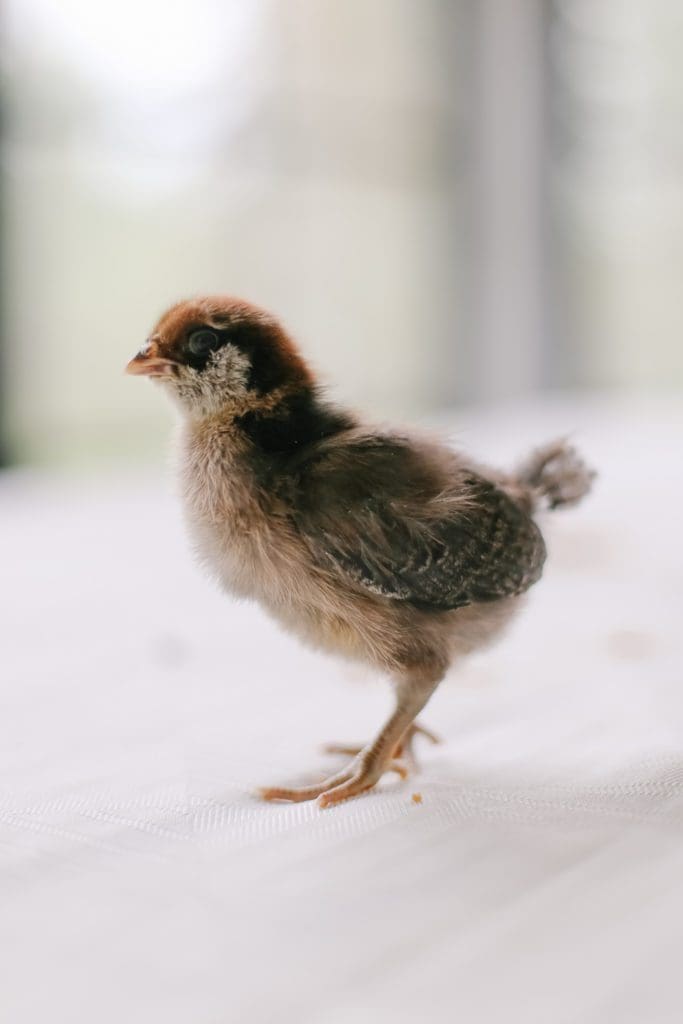 A white and brown Easter Egger chick