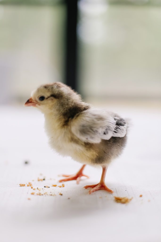 A baby Brahma chick standing over some starter feed