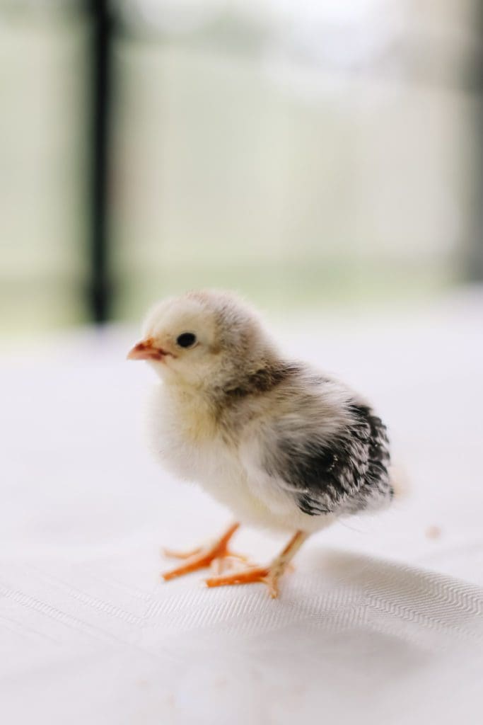  1 week old yellow and gray Brahma chick