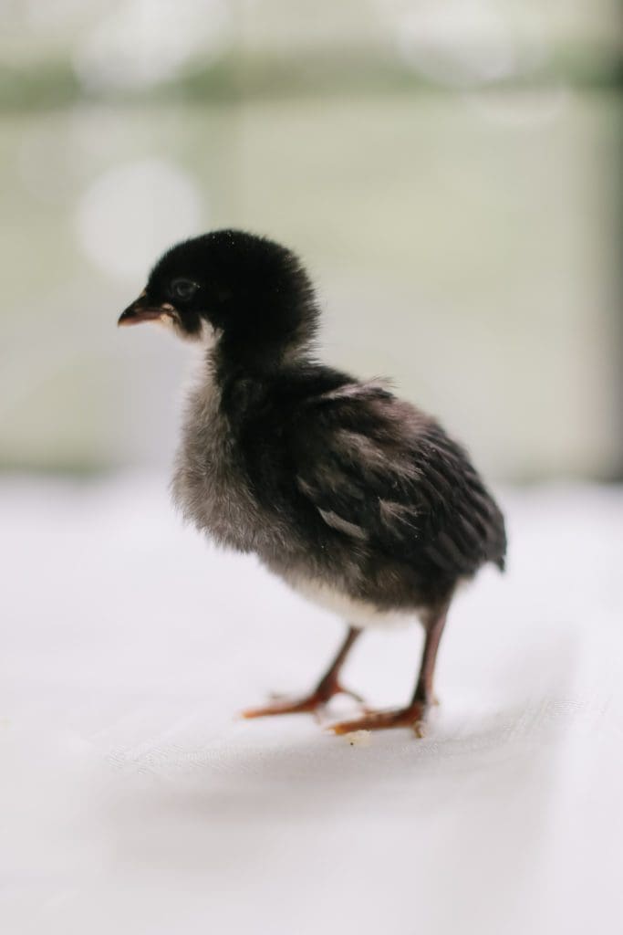 Meet our Baby Chicks - So Floofy! - The Ginger Home