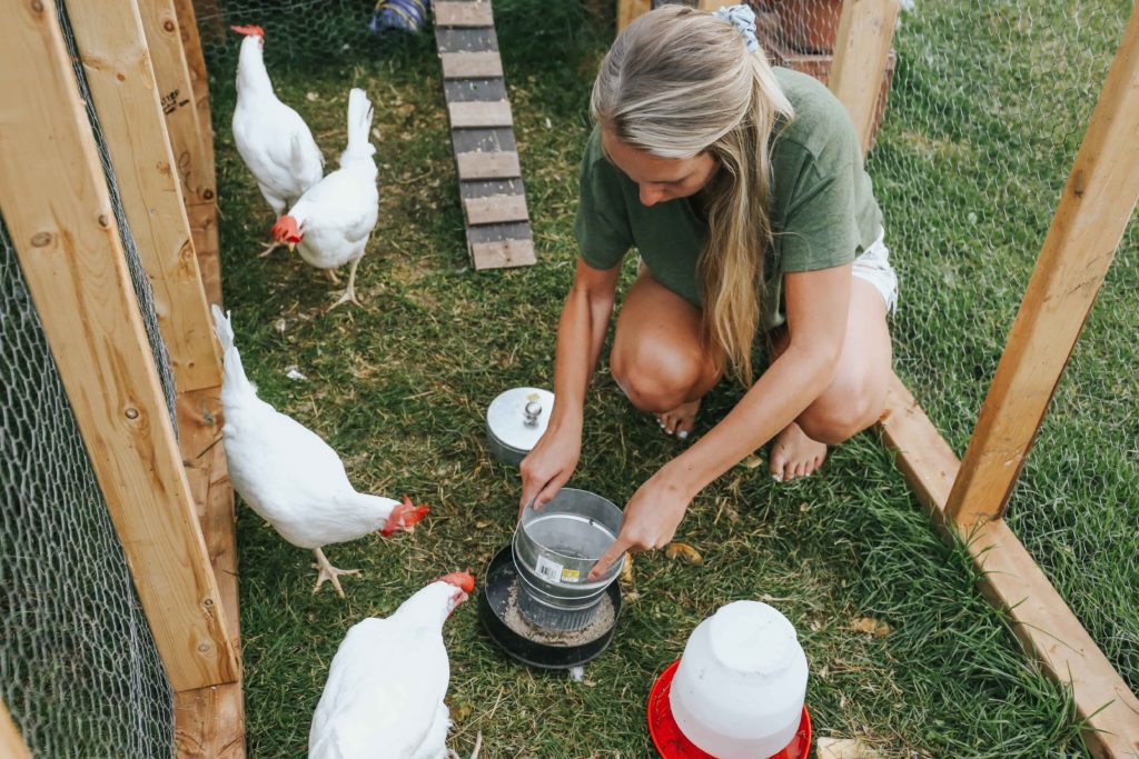 A woman practicing urban homesteading and feeding her chickens in their outdoor run