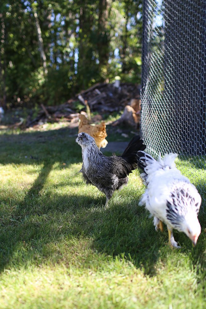 Chickens peck at the grass along a fence line