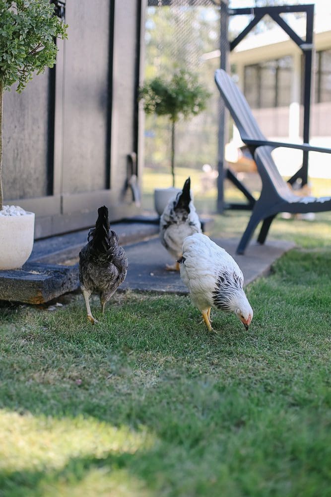 Chickens forage on grass in front of a dark shed