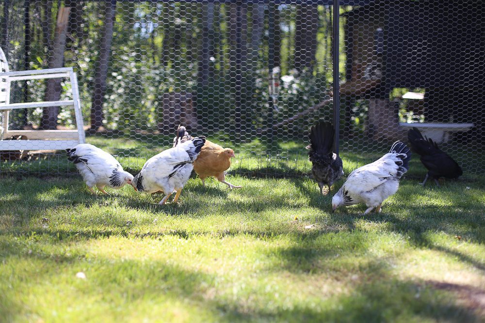 10 week old chicks free range on grass in front of a chicken coop