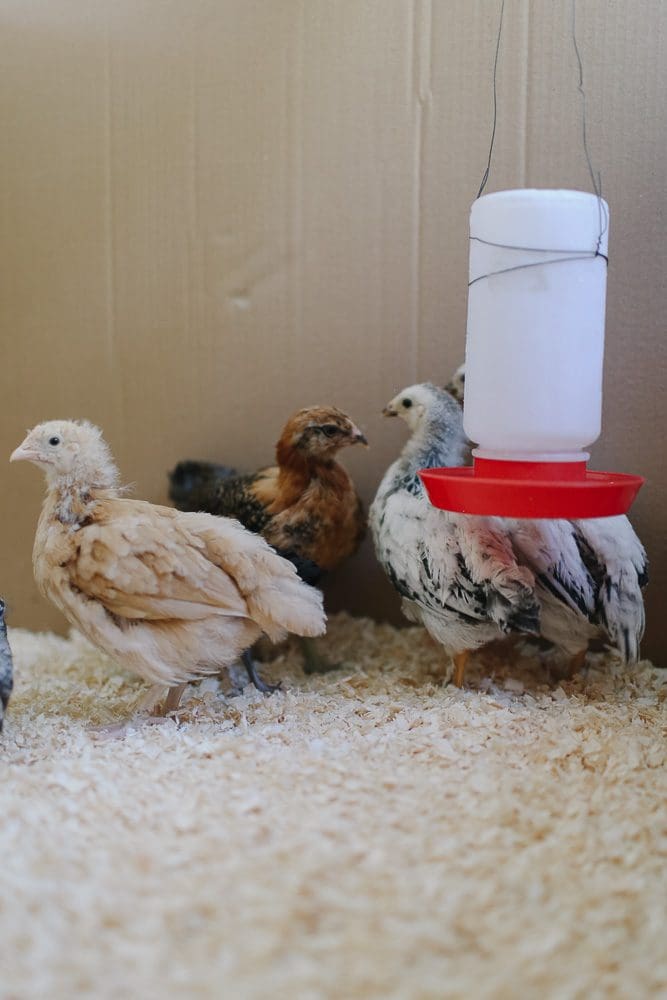 various coloured baby chicks 