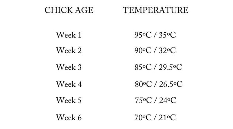 Chart showing appropriate temperatures for chicks