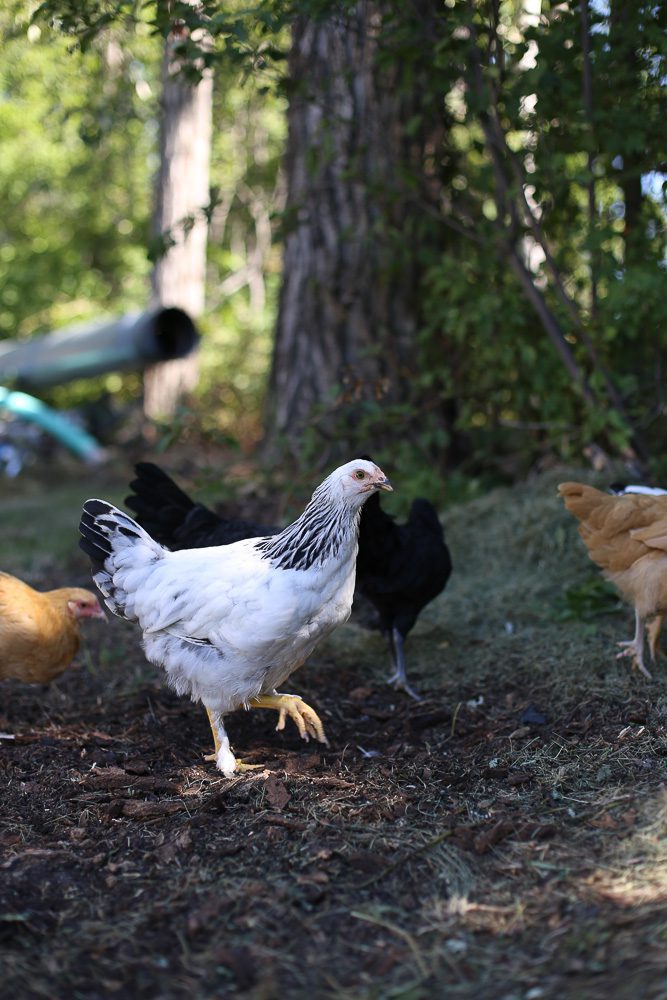 Chickens forage in a wood pile