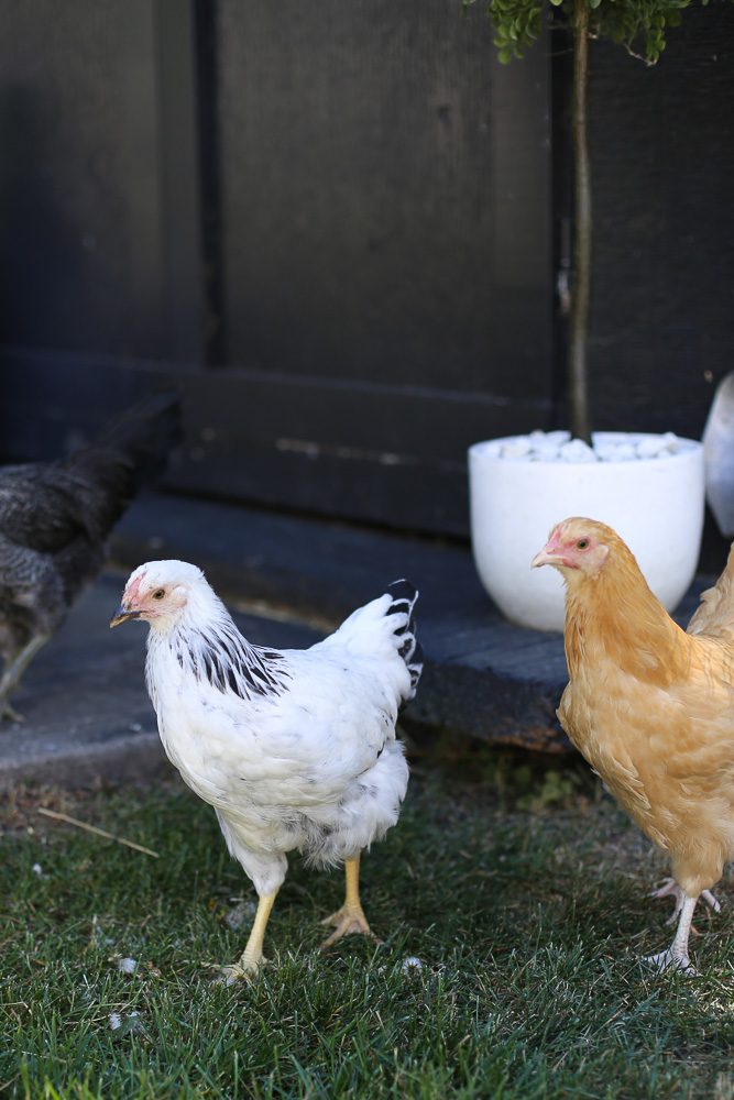 10 week old white Brahma and yellow Buff Orpington chicks stand on grass in front of a shed