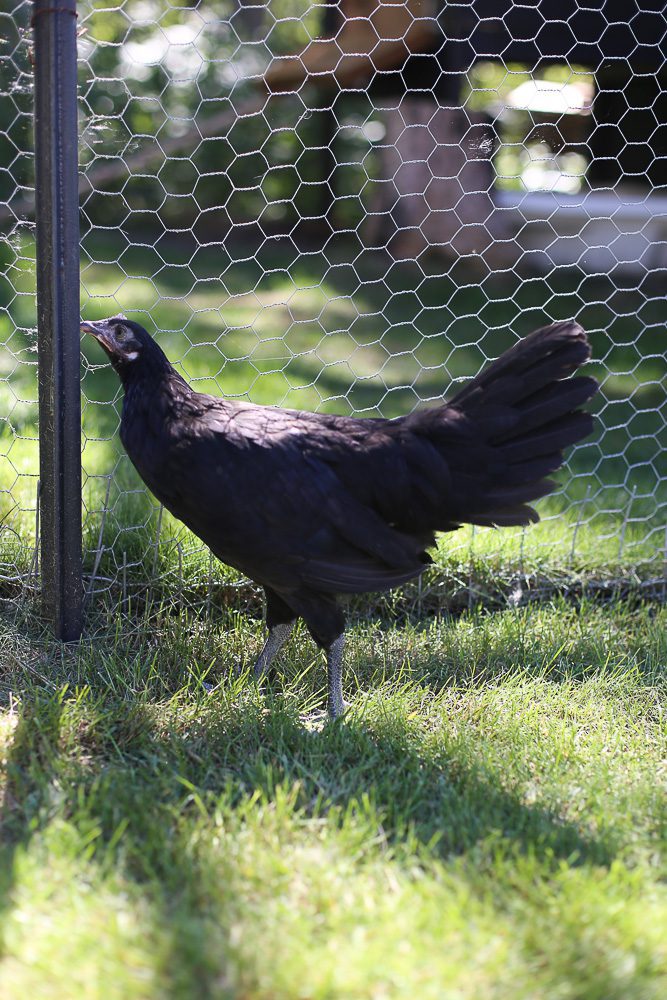 10 week old black maran chick hunts for bugs on a fencepost